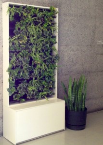 Promoting wellness, space beautification and a greener McGill with The Green Wall.