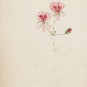 This page from Miss Murray's Album reveals an partially painted botanical pencil sketch. A small note has been left in the lower corner of the page: “The Atholina, to be finished...” Miss Murrary's album, unfinished floral watercolour Miss C.M. Murray's Album, 1829 [manuscript]. [ca. 1829] 