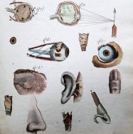 Figure 3 Studying the senses, from Ducrot’s Cahier d’histoire naturelle, 1835-1837.