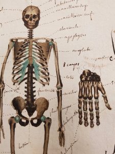 Note the fine use of colour in Ducrot's skeleton. Page 44 in  Cahier d'histoire naturelle (1835-1837) : à Moulins