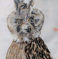 owl from Dionision Minaggio's Feather Book