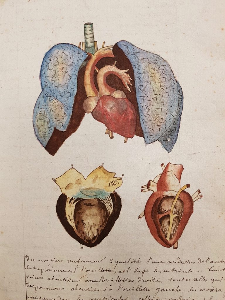 Using watercolour to reveal the heart and lungs. Page 9 in  Cahier d'histoire naturelle (1835-1837) : à Moulins