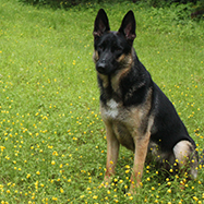 Large dog in field of grass