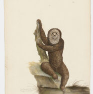 Three-toed Sloth (Bradypus tridactylus), water colour by Peter Paillou, undated. Taylor White Collection: MSG BW002, item 042. Blacker Wood Collection, Rare Books & Special Collections, McGill Library.
