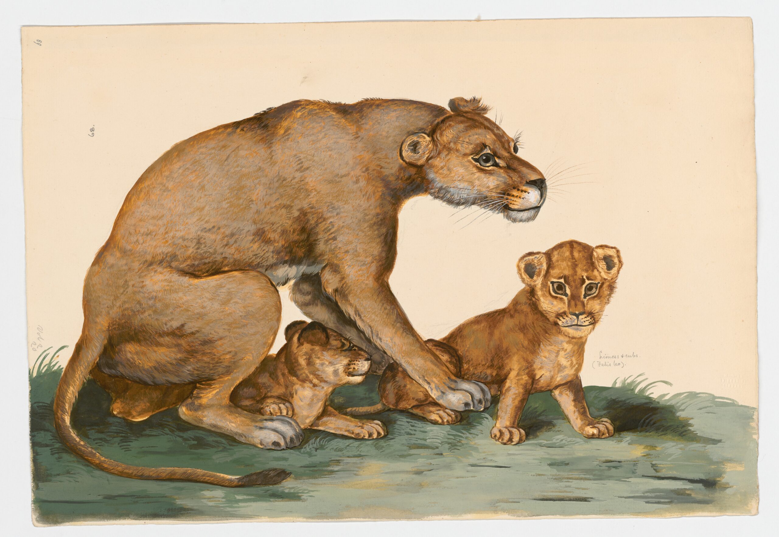 Lioness and cubs (Panthera leo), watercolour by Peter Paillou, circa 1720-1790.aylor White Collection: MSG BW002, item 068. Blacker Wood Collection, Rare Books & Special Collections, McGill Library