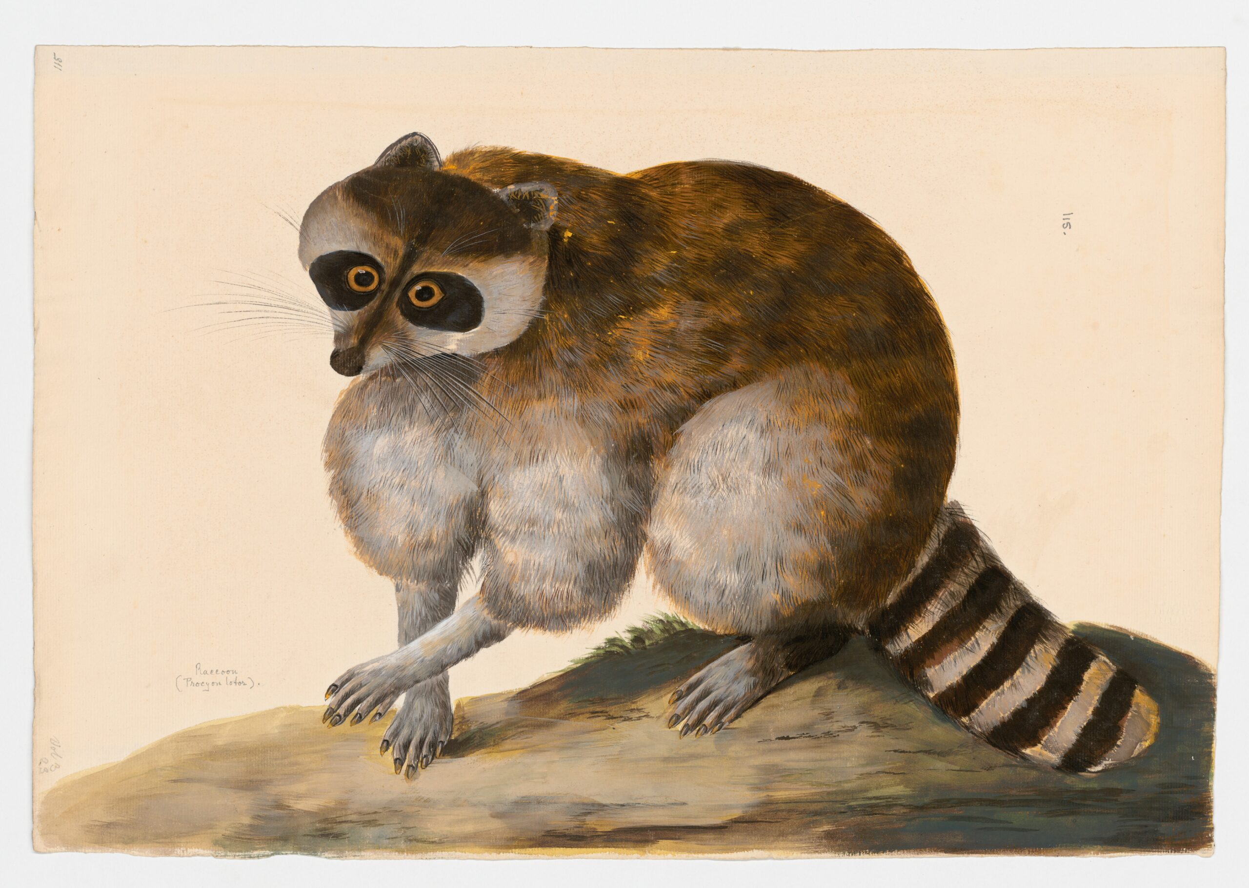 Common raccoon (Procyon lotor), watercolour by Peter Paillou, undated. Taylor White Collection: MSG BW002, item 115. Blacker Wood Collection, Rare Books & Special Collections, McGill Library