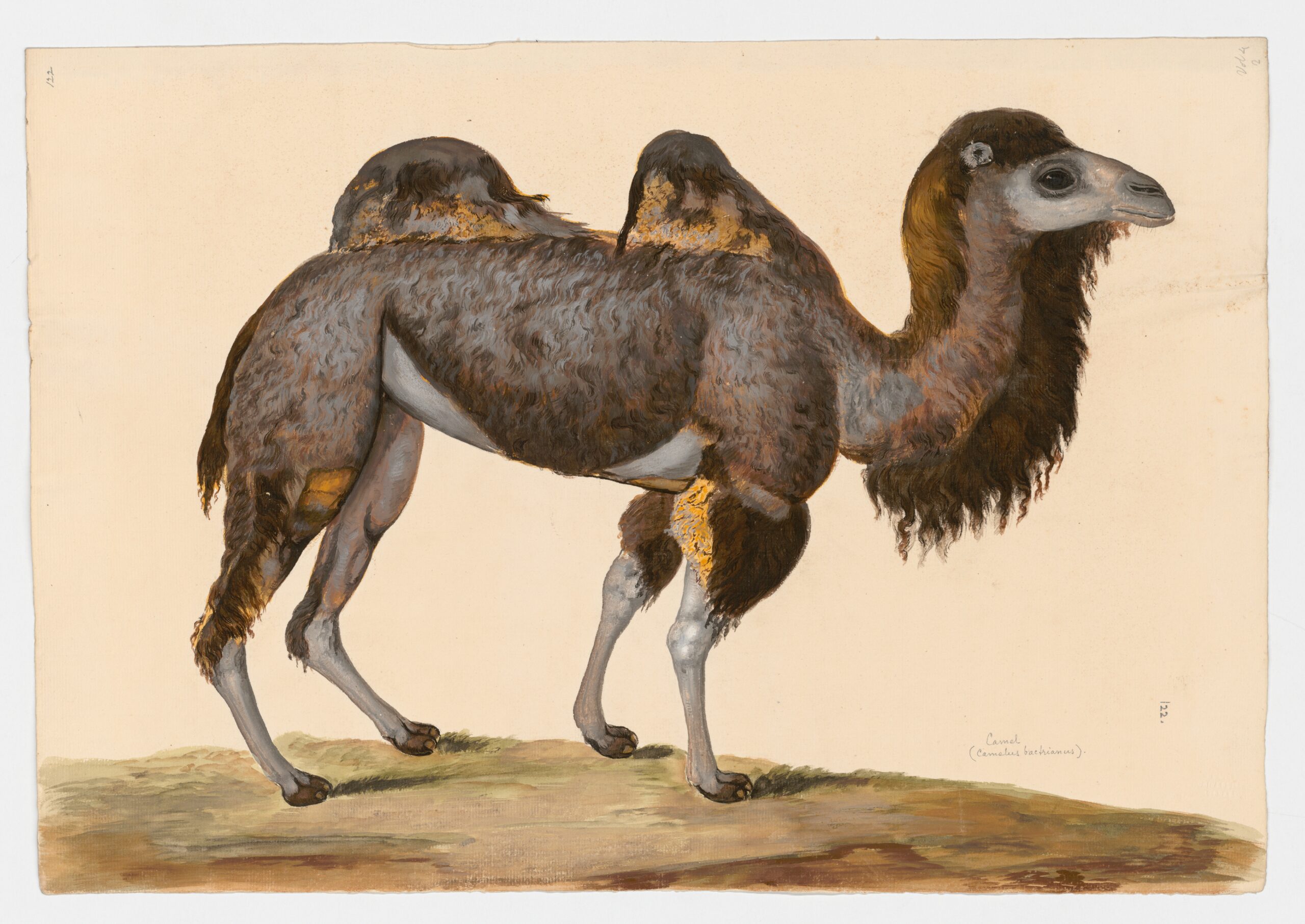 Bactrian camel (Camelus bactrianus), watercolour by Peter Paillou, undated. Taylor White Collection: MSG BW002, item 122. BlackerWood Collection, Rare Books & Special Collections, McGill Library