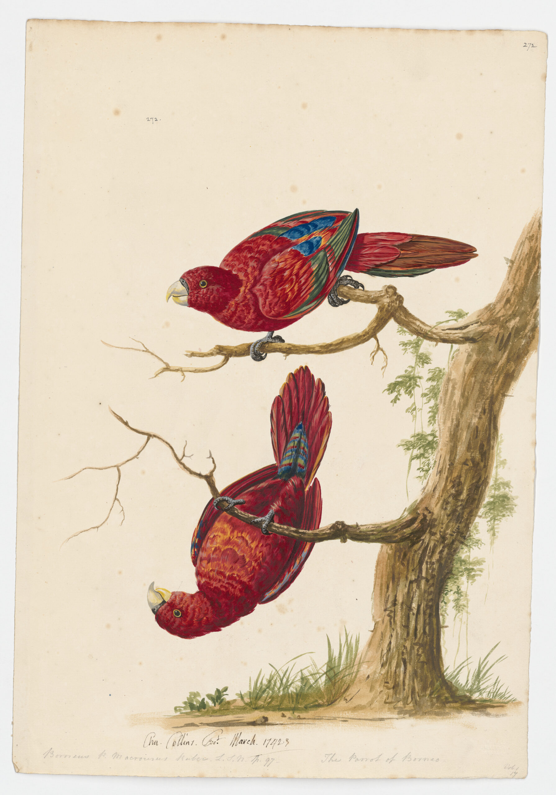 Red Lory (Eos bornea) watercolour by Charles Collins, 1742–1743. Taylor White Collection: MSG BW002, item 272. Blacker Wood Collection, Rare Books & Special Collections, McGill Library