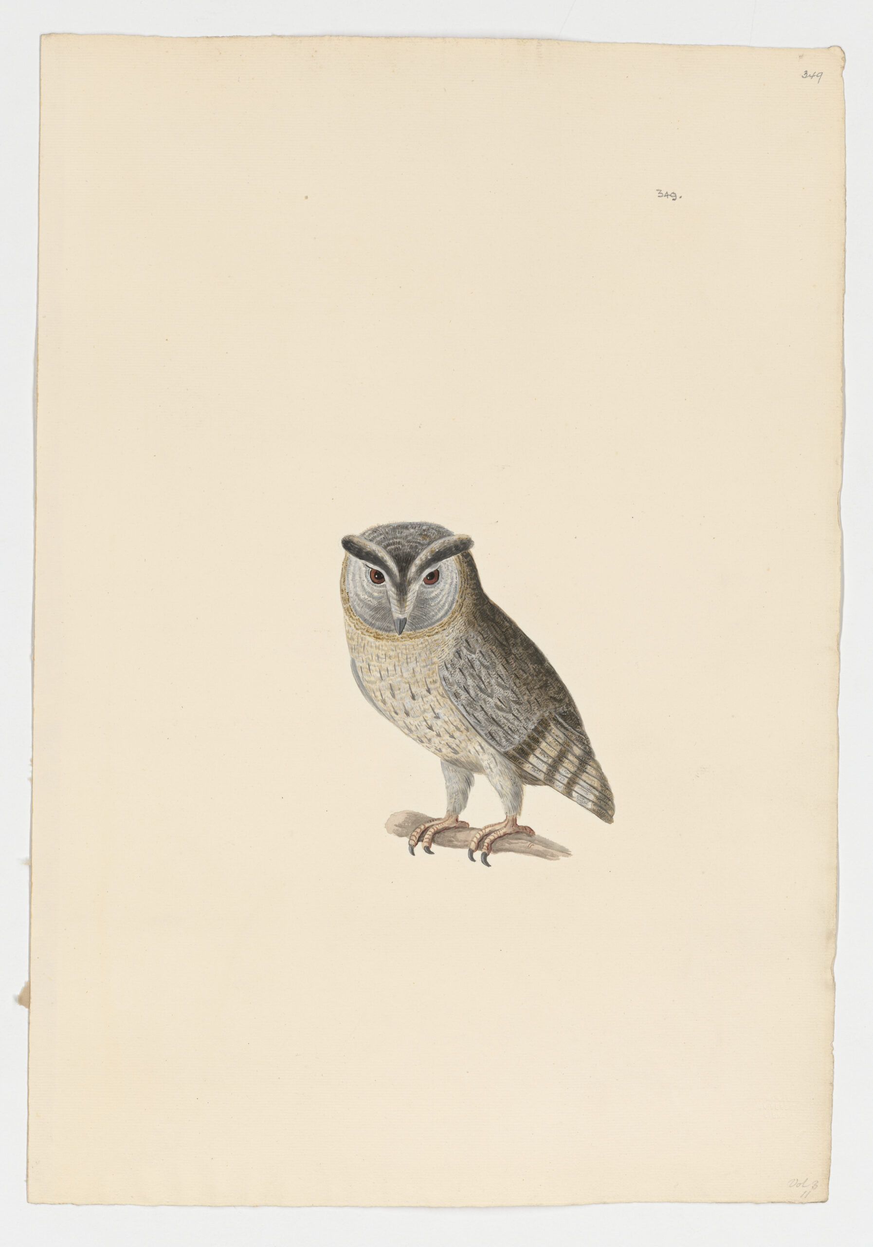 Indian Scops Owl (Otus bakkamoena), watercolour by Peter Paillou, undated. Taylor White Collection: MSG BW002, item 349. Blacker Wood Collection, Rare Books & Special Collections, McGill Library.