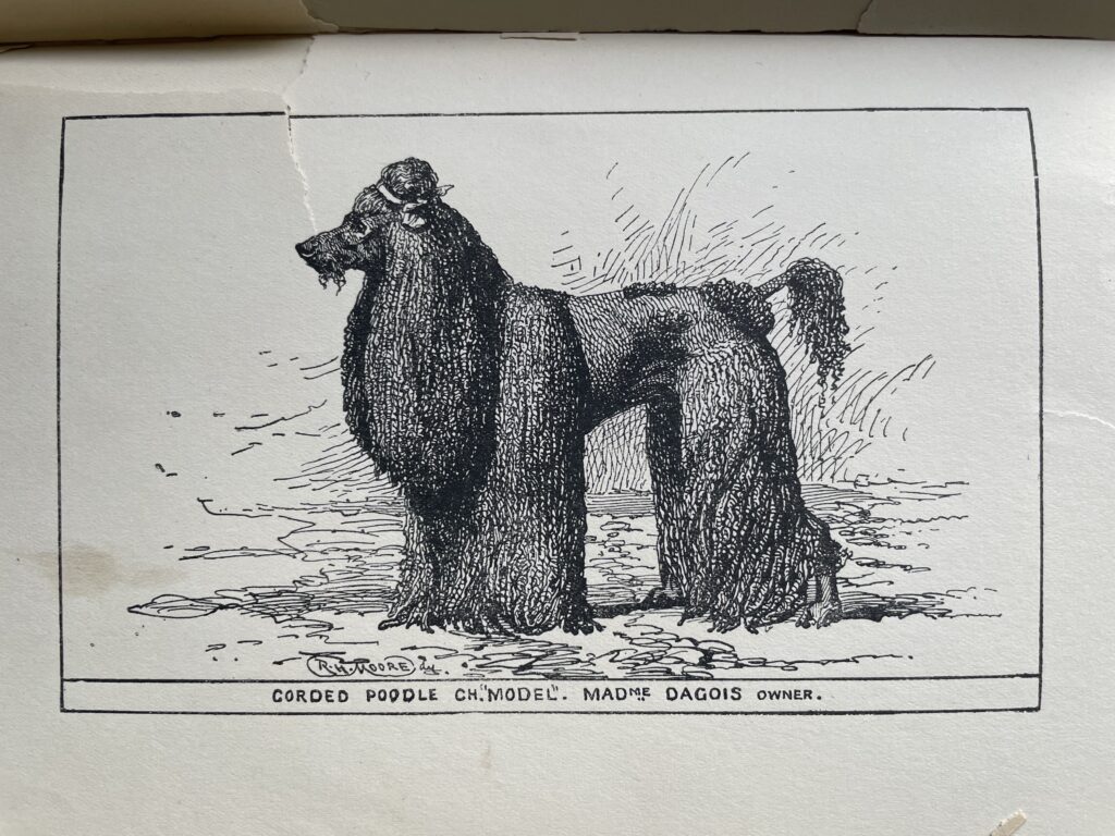 corded poodle named Model owned by madame dagois