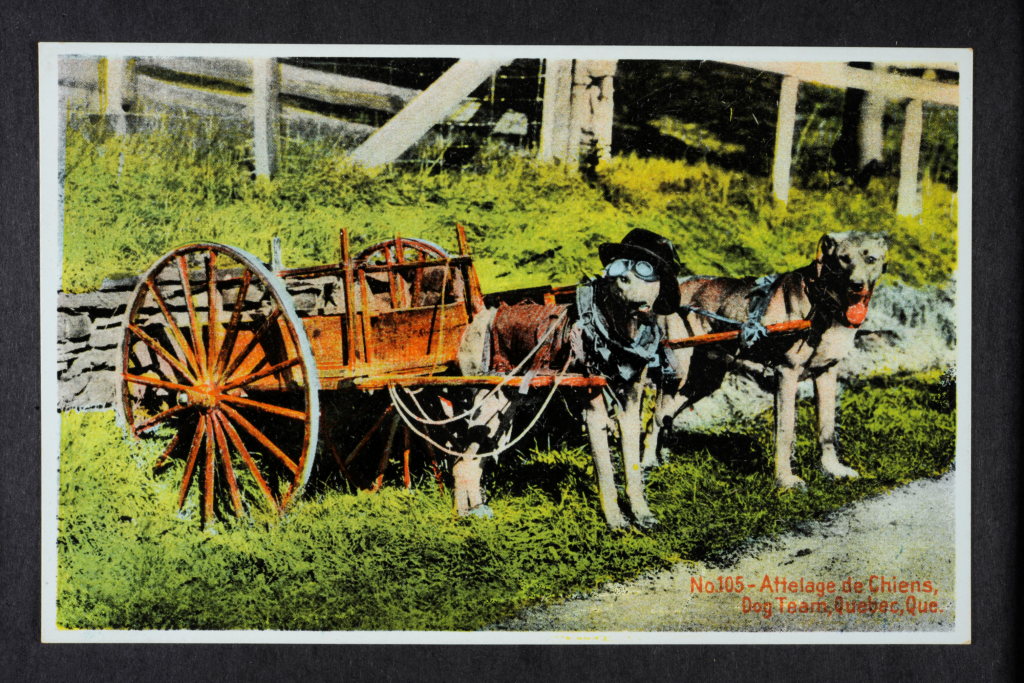 two well dressed dogs attached to a dog cart