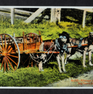 two well dressed dogs attached to a dog cart