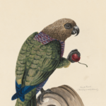 hawk parrot
