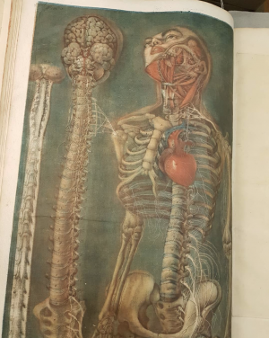 Author: Jacques Fabien Gautier D’Agoty Title: Exposition anatomique de la structure du corps humain, en vingt planches… Publication: Marseille, MDCCLIX [1759]
